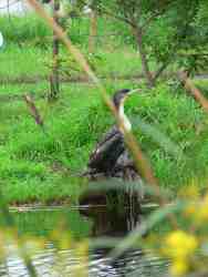 Cormorant at Dam