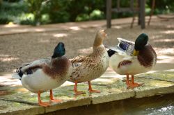 Resident Ducks