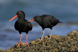 Black Oyster Catchers