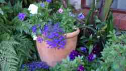 The garden adjoining the two flats is immaculately maintained and serves to provide joy to visitors and birds alike.