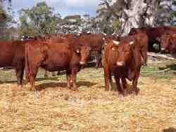Cattle on Doornbosch