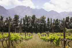 Vineyards