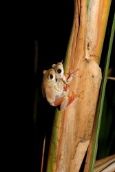 Frog Safaris are one of the many activities that are on offer at the Country House