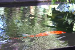 Khoi Pond