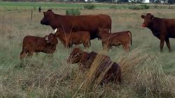 We farm with Bonsmaras