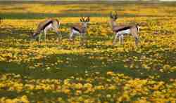 Flower season next to adjacent reserve 