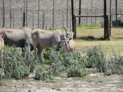 Eland 