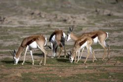 EL YOLO Spring Buck