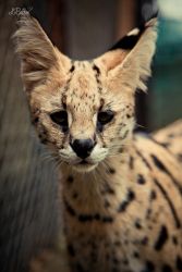 Serval