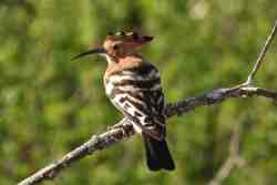 Bird Watching