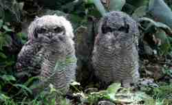 Farm Owls