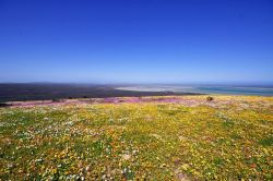 Postberg -  West Cost National Park 