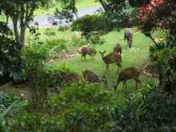 Bushbuck  out side Glen House