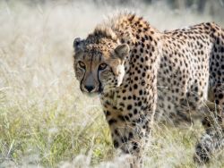 Wildlife Cheetah