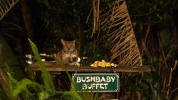 Animals on property
