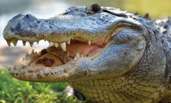 Crocodile