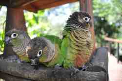 Birds