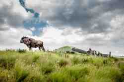 Animals on the Reserve