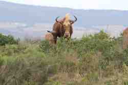 Game Viewing