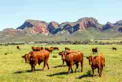 The Farm