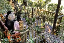 forest deck