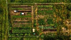 Market garden