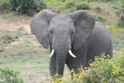 Just a short and scenic drive away in the Addo Elephant Park
