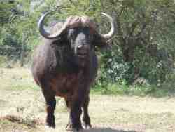 Buffalo Bull