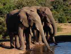 Elephants