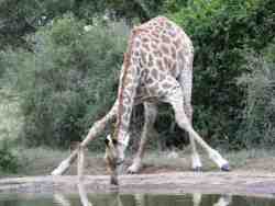 Giraffe Drinking
