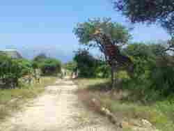 Giraffe & Zebra At The Blyde Wildlife Estate