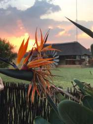 Strelitzia