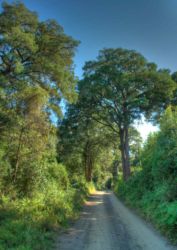 The road to inniKloof, bordered by lovely towering indigenous trees.
