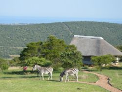 Our animals Zebras