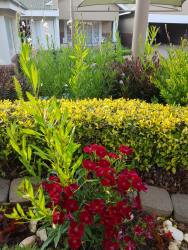 Garden flowers 