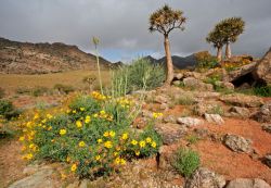 Namaqualand