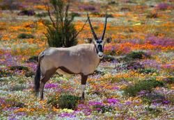 Gemsbok one of our famouse animals in the Namaqua Park.