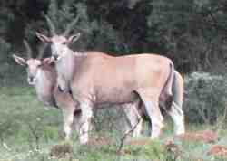 Eland Antelope