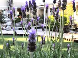 Kaya La Provence garden