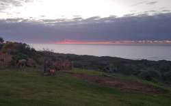 Visitors at dawn
