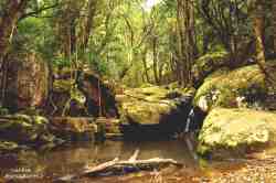 Forests