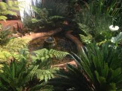 Tranquil Waterfeatures in our gardens