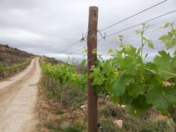 Vineyard to the B&B