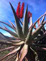 Aloes in full bloom in June and July