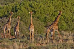 Giraffe