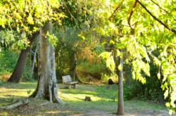 River front forest walks