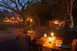 Dinner el fresco under the giant tree canopy