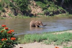 Elephants Drinking in the Crocodile River