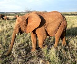 Elephant close up