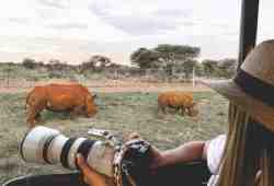 Rhino close up